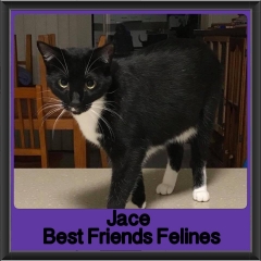 2018 - Jace