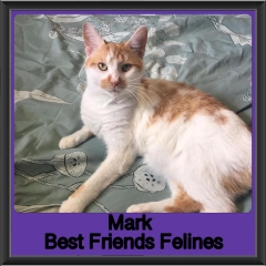 2018 - Mark2