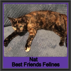 2018 - Nat1