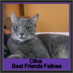2018 - Oliva