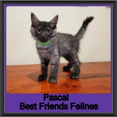 2018 - Pascal