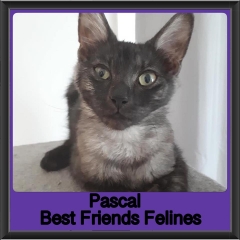 2018 - Pascal2
