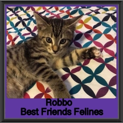 2018 - Robbo