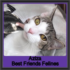 2019 - Aziza