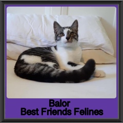 2019-Balor