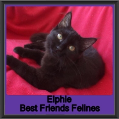 2019 - Elphie