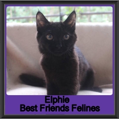 2019 - Elphie