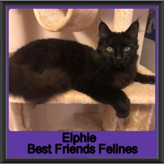 2019-Elphie2