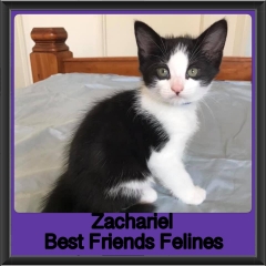 2019-Zachariel
