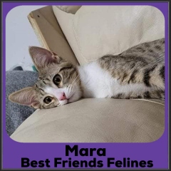 202-Mara1