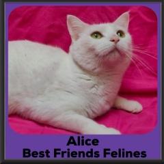 2020-Alice