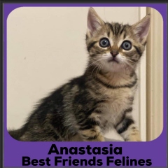 2020-Anastasia