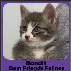 2020-Bandit