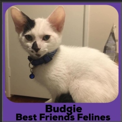 2020-Budgie