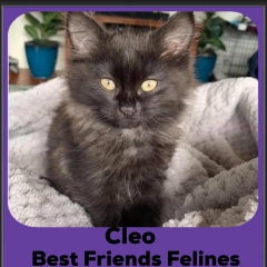 2020-Cleo