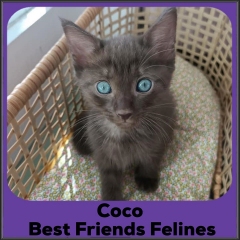 2020-Coco