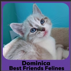2020-Dominica