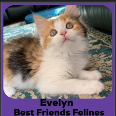 2020-Evelyn
