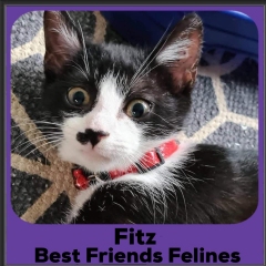 2020-Fitz