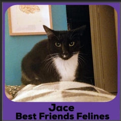 2020-Jace