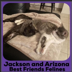 2020-Jackson-and-Arizona