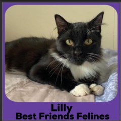 2020-Lilly2