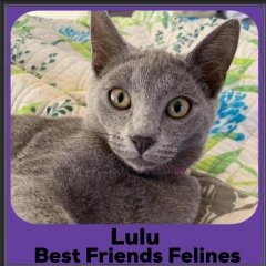 2020-Lulu