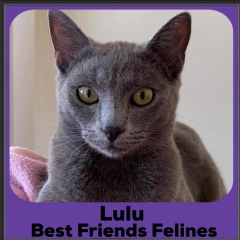 2020-Lulu1