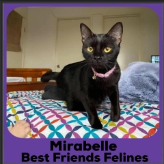 2020-Mirabelle1