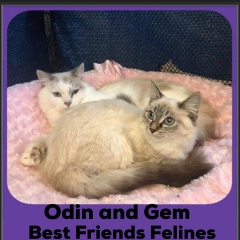 2020-Odin-and-Gem