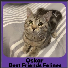 2020-Oskar