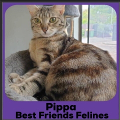 2020-Pippa