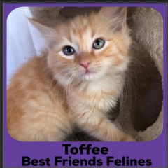 2020-Toffee