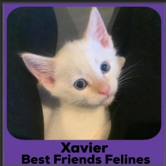 2020-Xavier