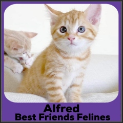 2021-Alfred