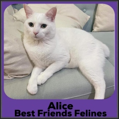 2021-Alice