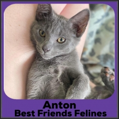 2021-Anton