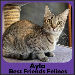 2021-Ayla
