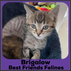 2021-Brigalow