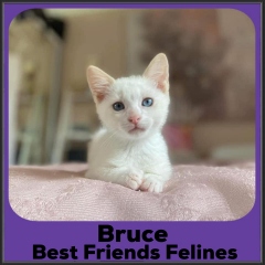 2021-Bruce