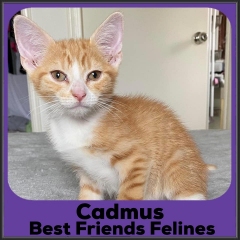 2021-Cadmus