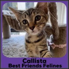 2021-Callista