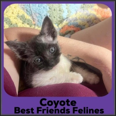 2021-Coyote