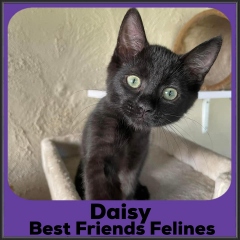 2021-Daisy2