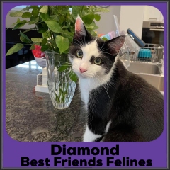 2021-Diamond