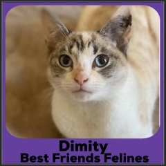2021-Dimity