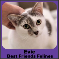 2021-Evie