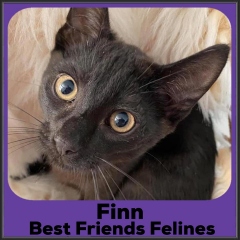 2021-Finn