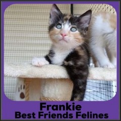 2021-Frankie