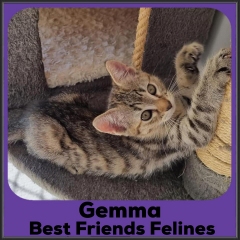 2021-Gemma